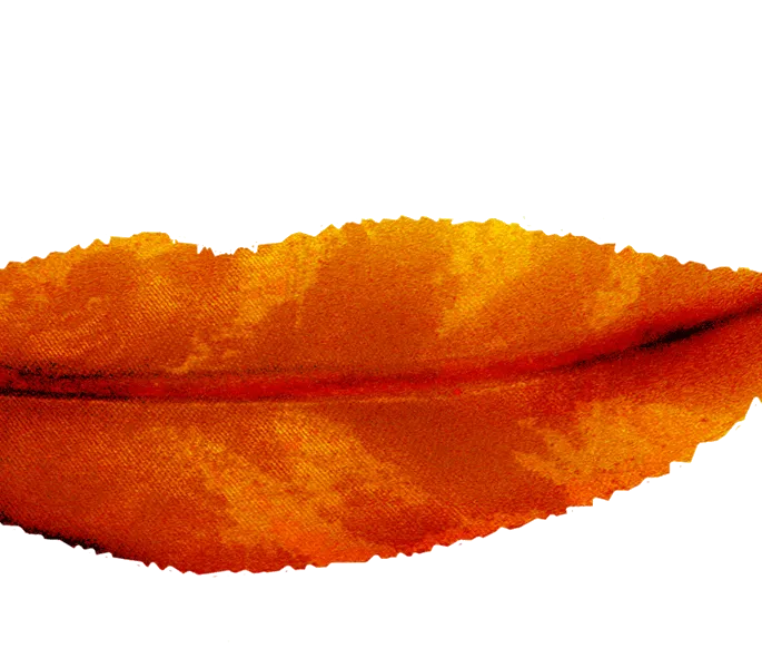 The Smiles By Dr. Cecile signature mark: a hand-illustrated autumn leaf shaped like a smile, from the clinic's own logo and reception mural